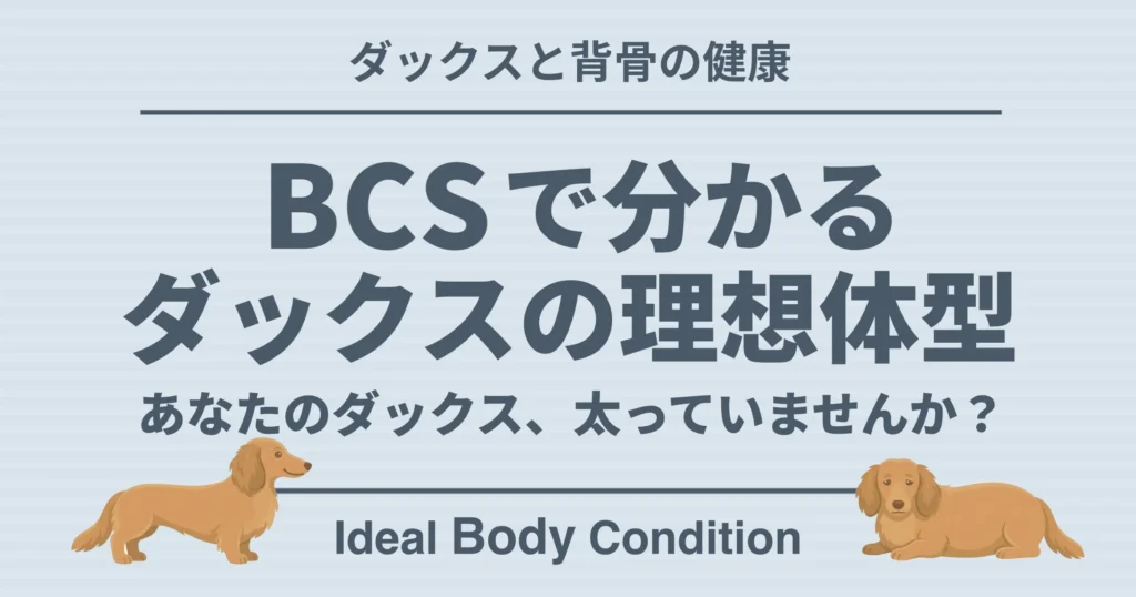 BCSでわかるダックスの理想体型