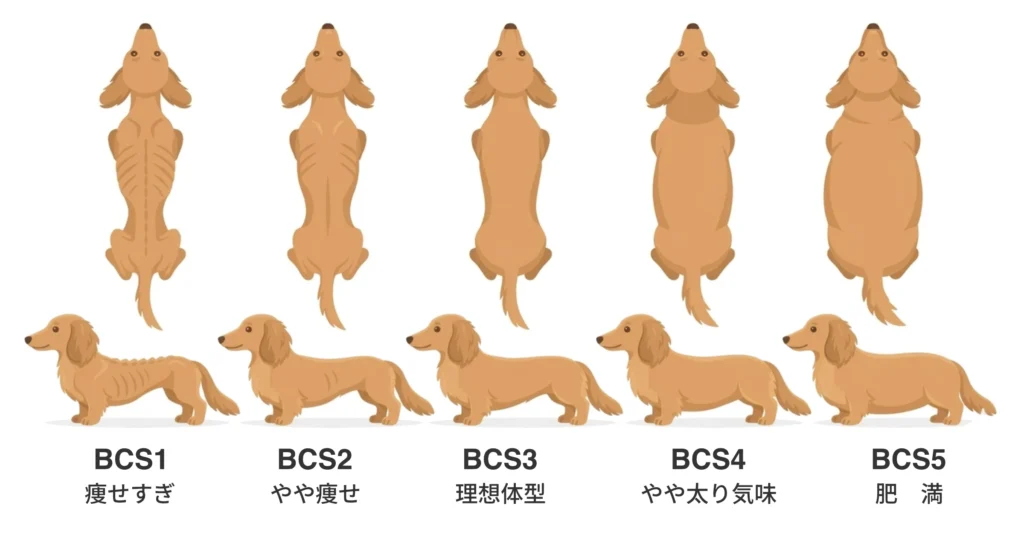 BCS1：痩せすぎ
BCS2：やや痩せ
BCS3：理想体型
BCS4：やや太り気味
BCS5：肥満
BCS5段階イメージ図