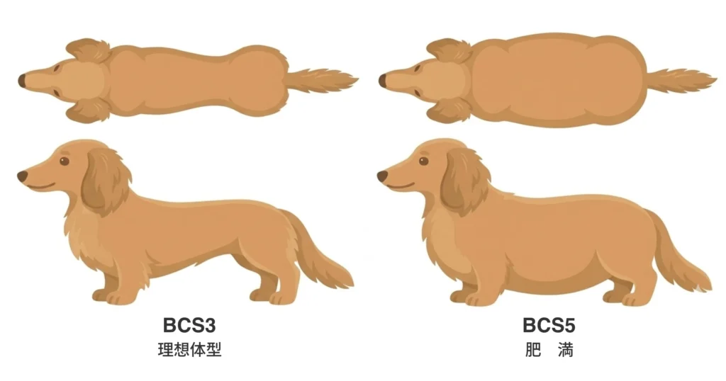 ダックスフンドのBCS3とBCS5の比較画像