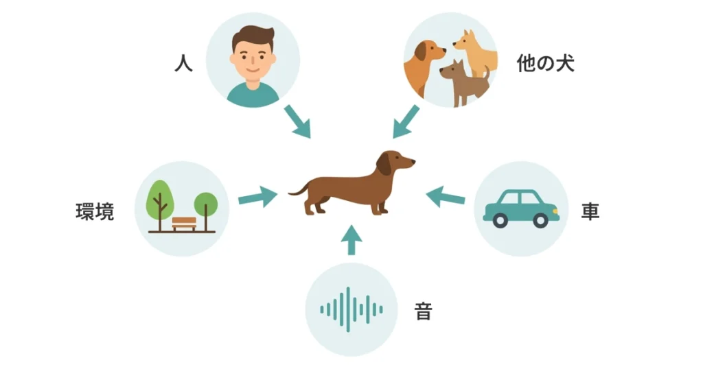 犬の社会化とは、人、他の犬、環境、車、音などになれることであるイメージ図