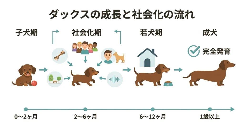 ダックスの成長と社会化の流れ