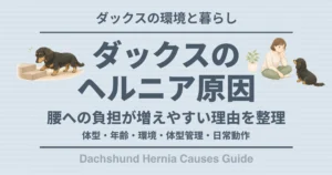ダックスのヘルニア原因