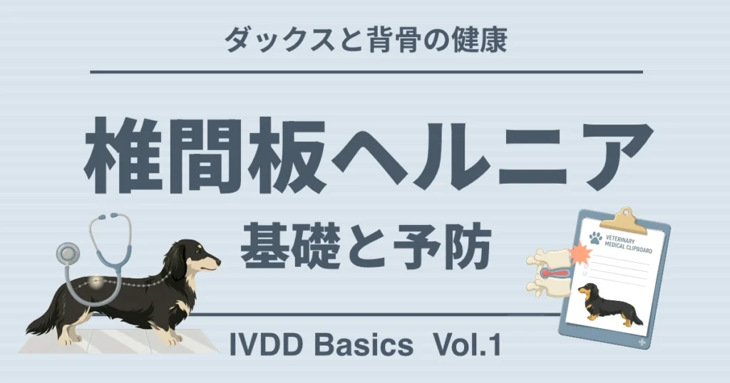 ダックスフンドの椎間板ヘルニアを説明する図解イラスト