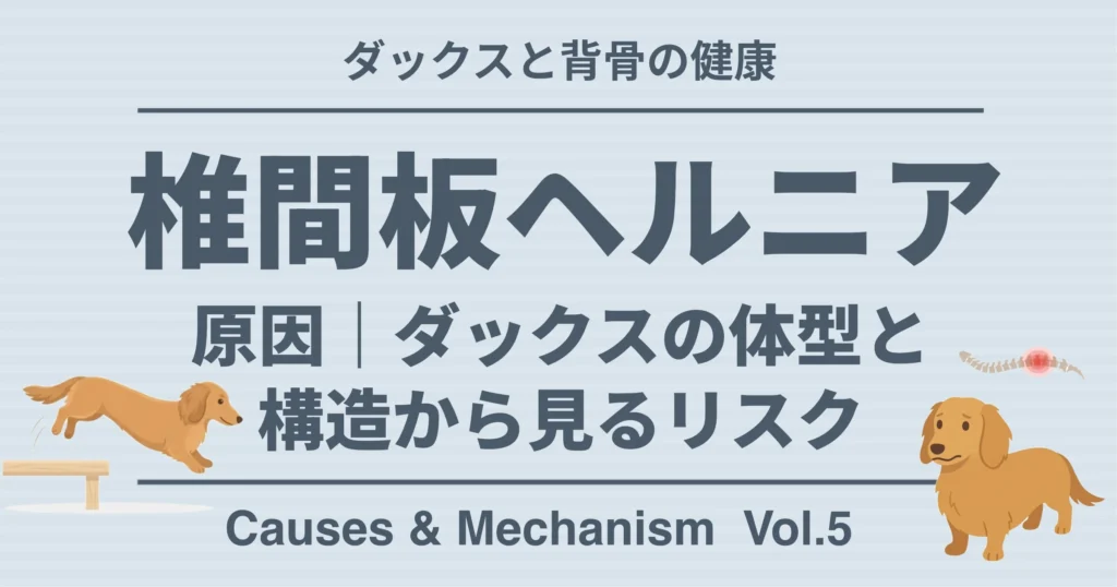 ダックスの背骨の健康 椎間板ヘルニア 原因　ダックスの体型と構造から見るリスク
