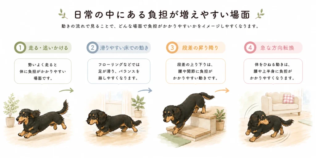 ダックスの日常にある負担が増えやすい場面