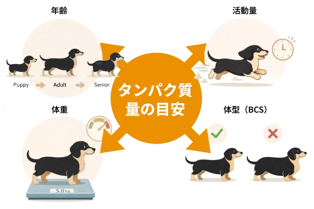 タンパク質量の目安
年齢、活動量、体重、体型（BCS）により異なる図