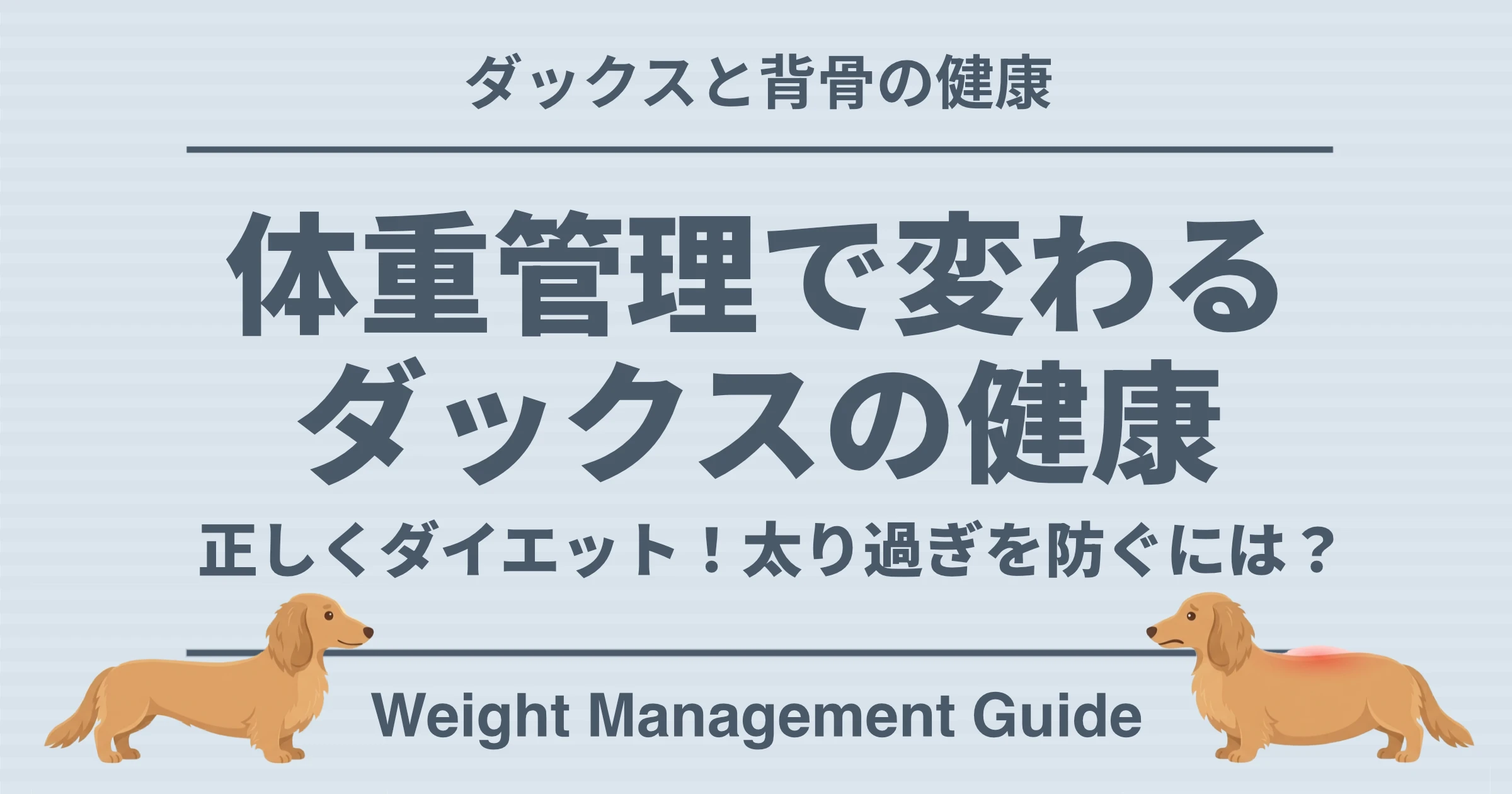 ダックスと背骨の健康 体重管理で変わるダックスの健康 正しくダイエット！太り過ぎを防ぐには？