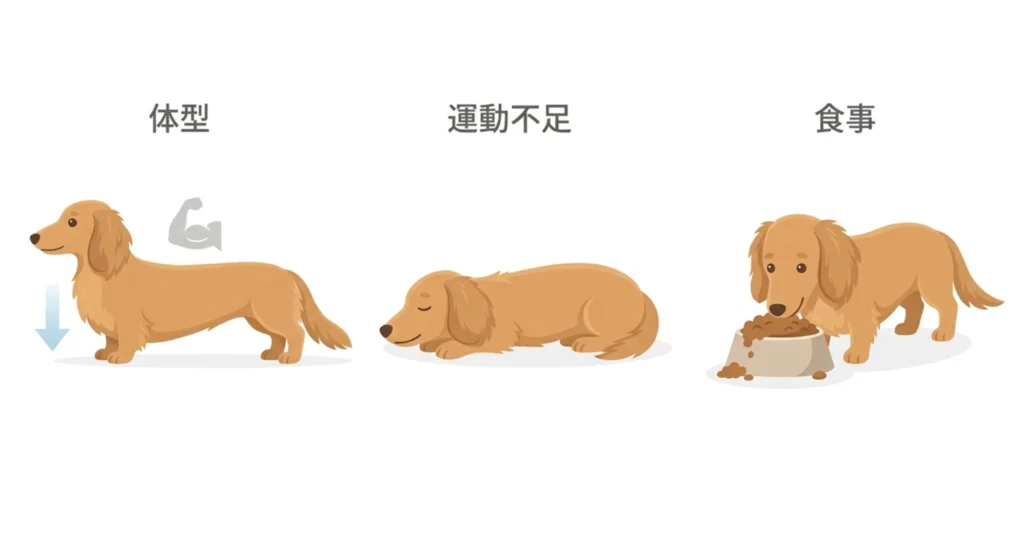 図解：ダックスが太りやすい3つの原因｜体型・運動不足・食事過多