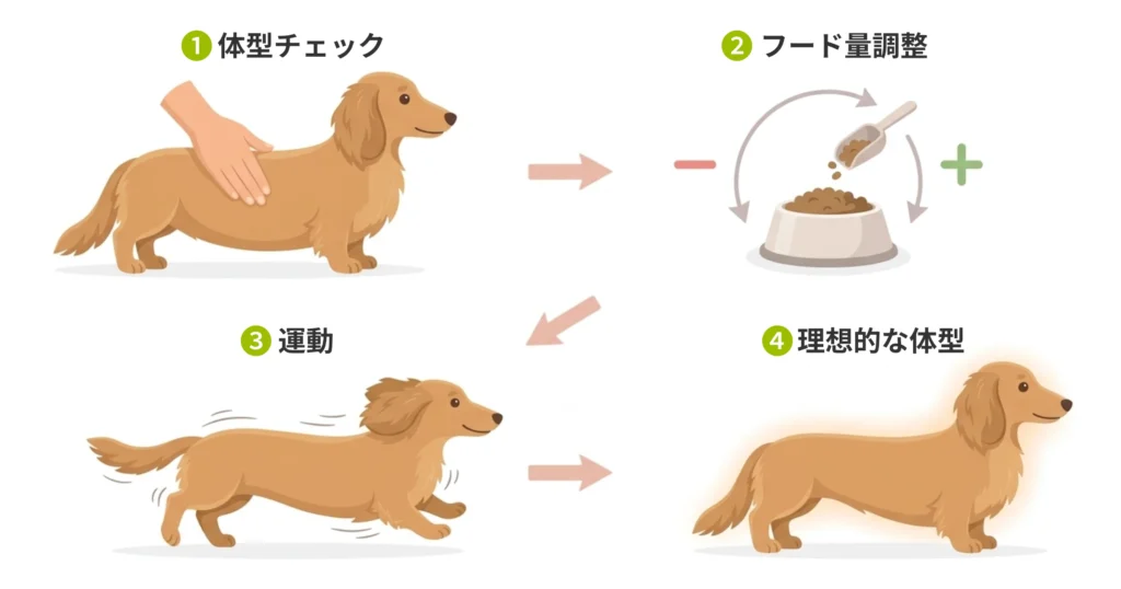 図解
体型チェック、フード調整、運動、理想的な体型