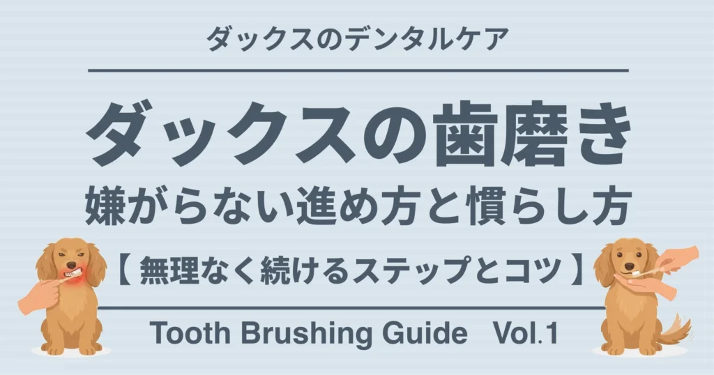 ダックスの歯磨き 嫌がらない進め方と慣らし方