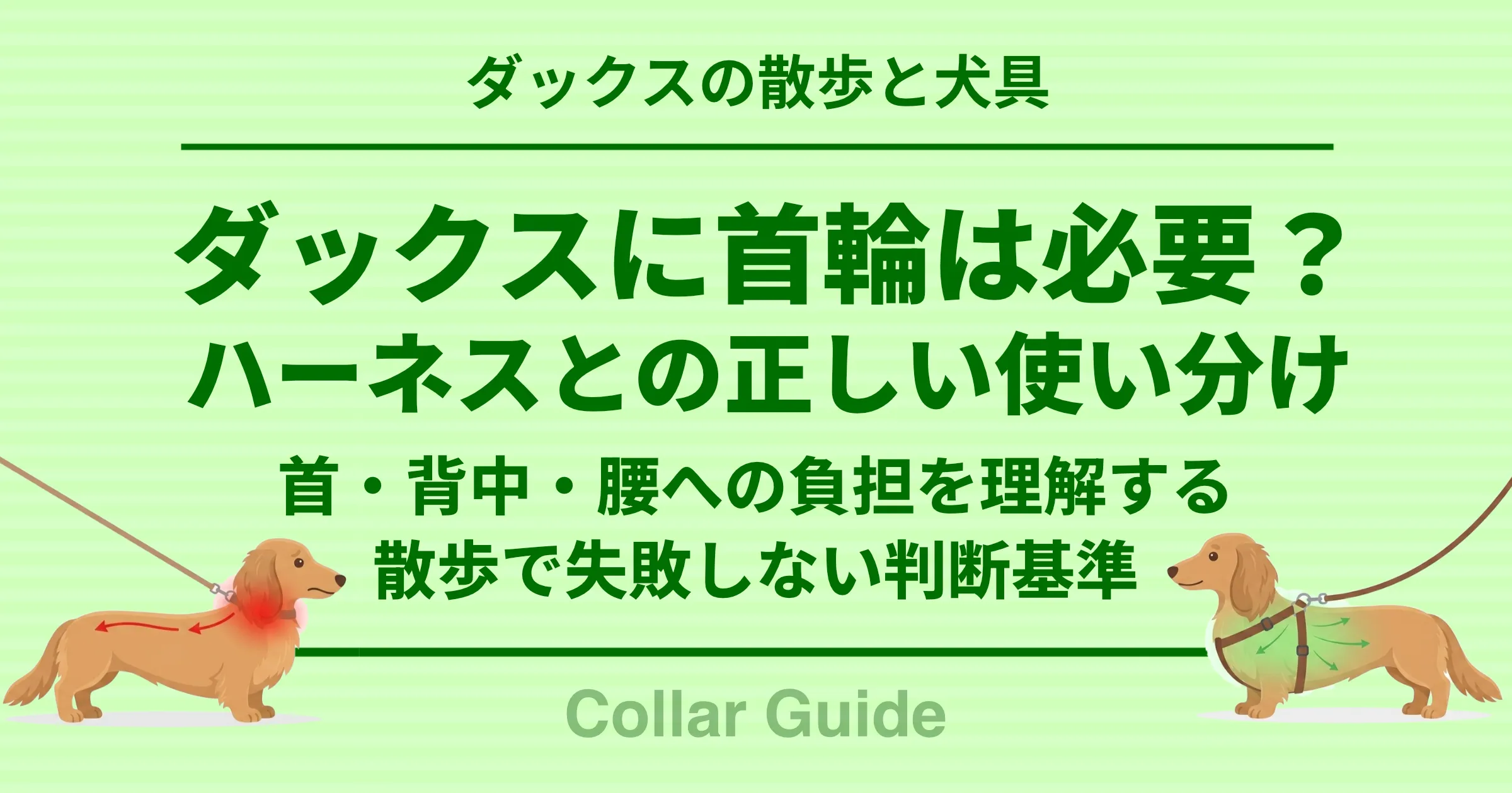 ダックスに首輪は必要？ ハーネスとの正しい使い別け