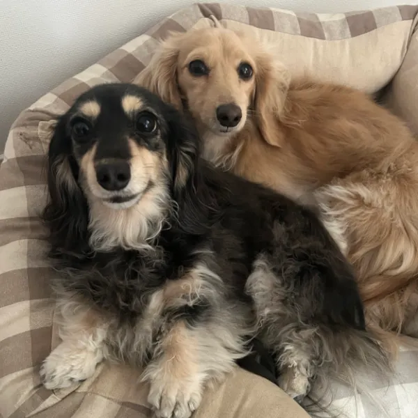 dachs-food-labのアバター