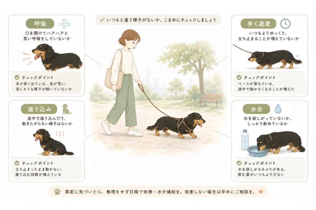 夏のお散歩中チェックポイント