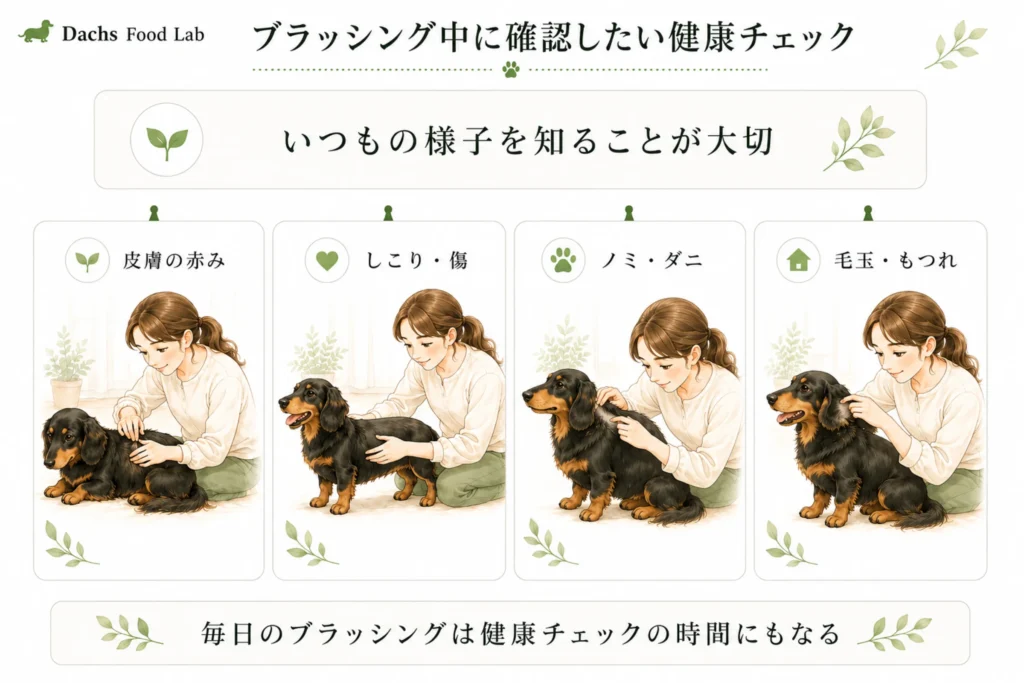ブラッシング中に確認したい健康チェック(皮膚・しこり・ノミダニ・毛玉の確認)