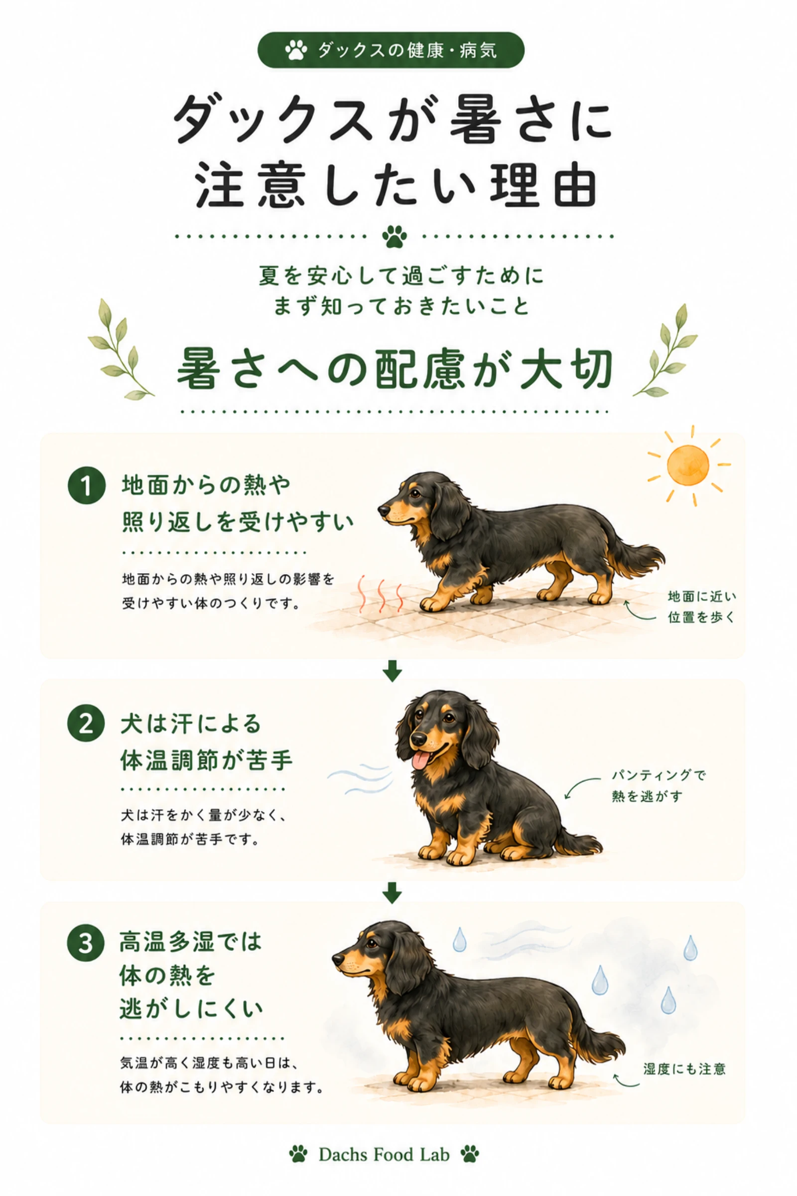 ダックスが夏に注意したい理由をまとめた図解。地面からの熱や照り返し、犬の体温調節の特徴、高温多湿の影響を分かりやすく整理した教育図解。