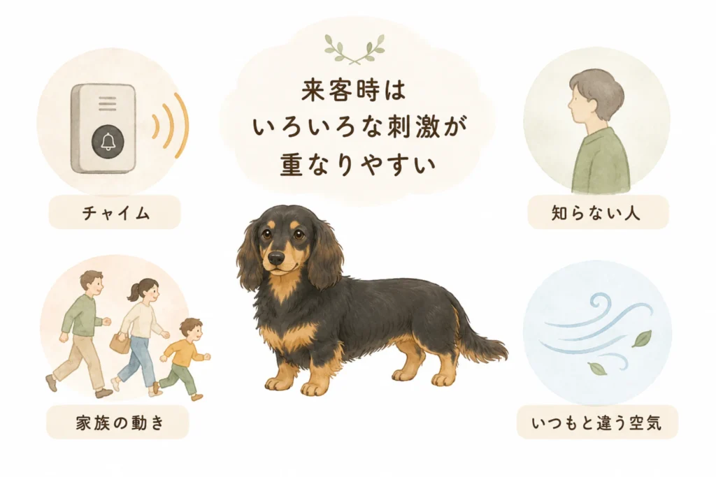 来客時に興奮しやすい理由