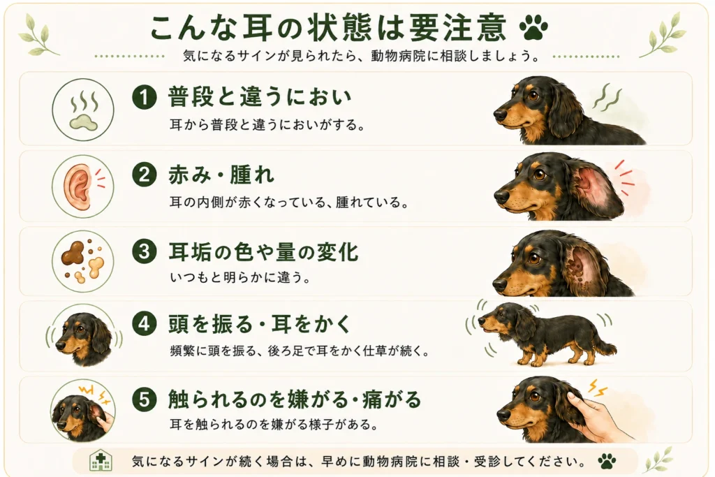 ダックスフンドの耳で動物病院への相談を検討したい5つのサイン(強いにおい・赤みや腫れ・耳垢の色や量の変化・頭を振る/耳をかく仕草・触られるのを痛がる)を示した図解