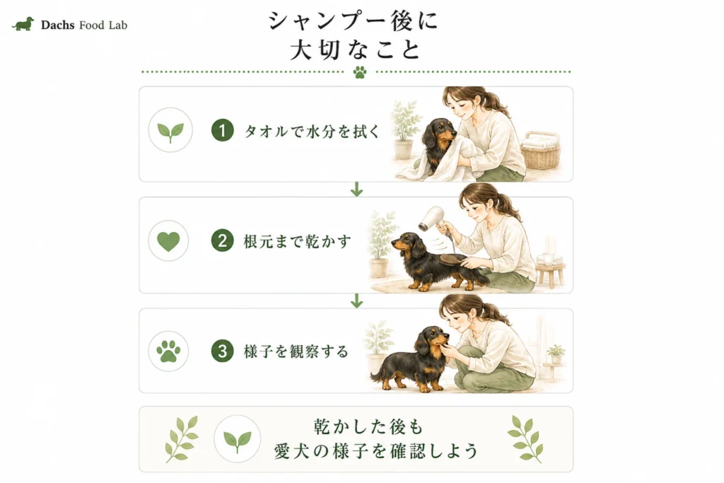 ダックスのシャンプー後に大切なこと（タオルドライ・ドライヤー・様子の観察）の流れをまとめた図解