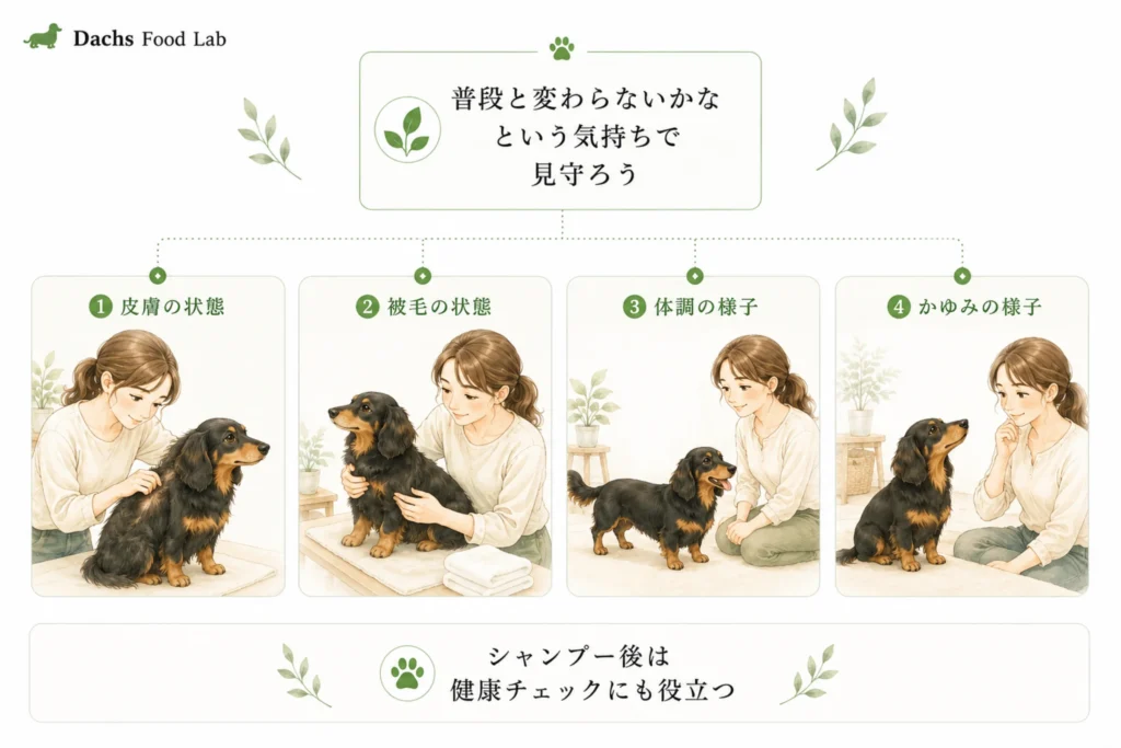 シャンプー後に確認したい皮膚や被毛、体調のチェックポイントをまとめた図解