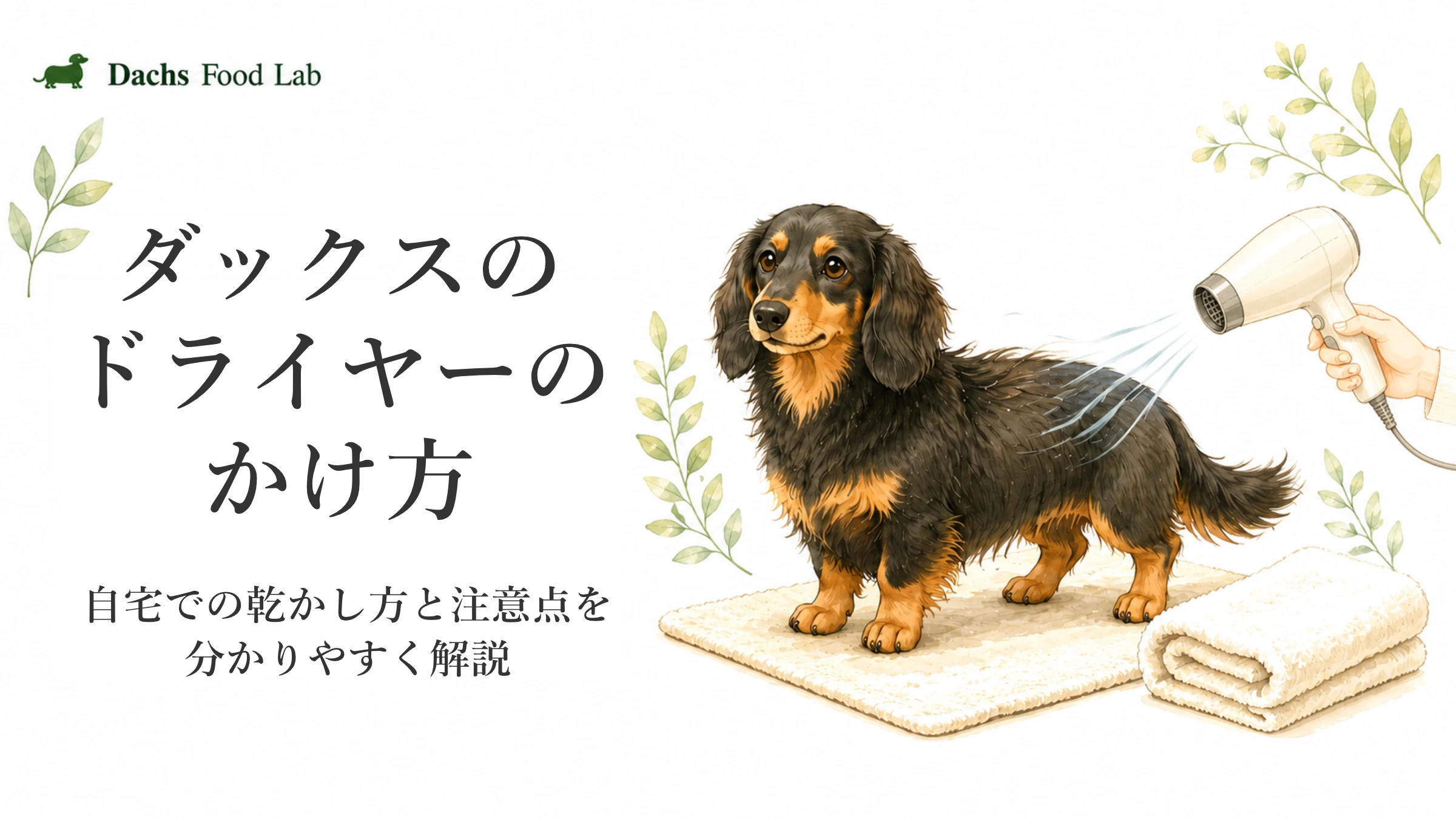 ダックスのドライヤーのかけ方と自宅で安全に乾かすポイントを紹介するアイキャッチ画像