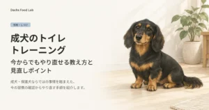 成犬のトイレトレーニングをやり直す教え方と見直しポイントを紹介する記事のアイキャッチ画像
