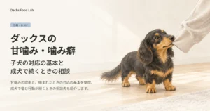 子犬のダックスフンドが、飼い主の袖口を軽く甘噛みしている様子を描いた、ダックスの甘噛み・噛み癖の記事のアイキャッチ画像